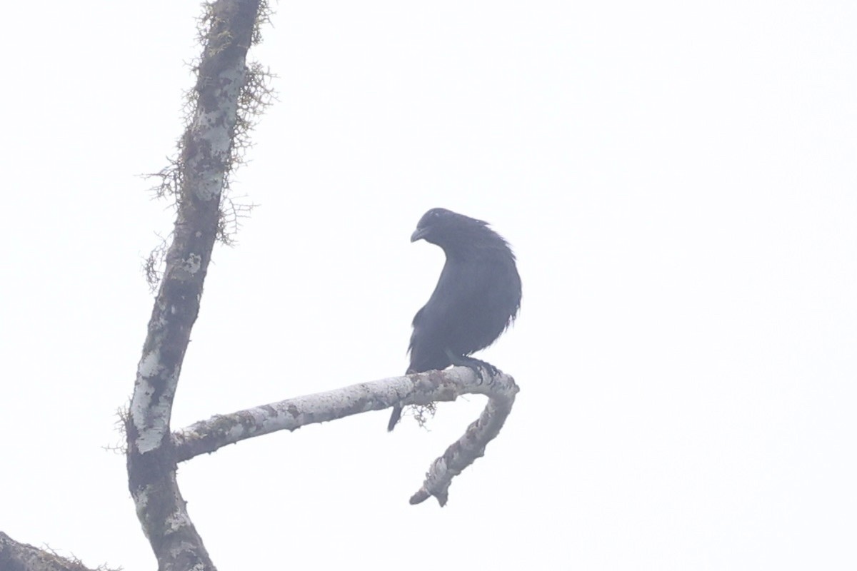 Brown-winged Starling - ML620777381