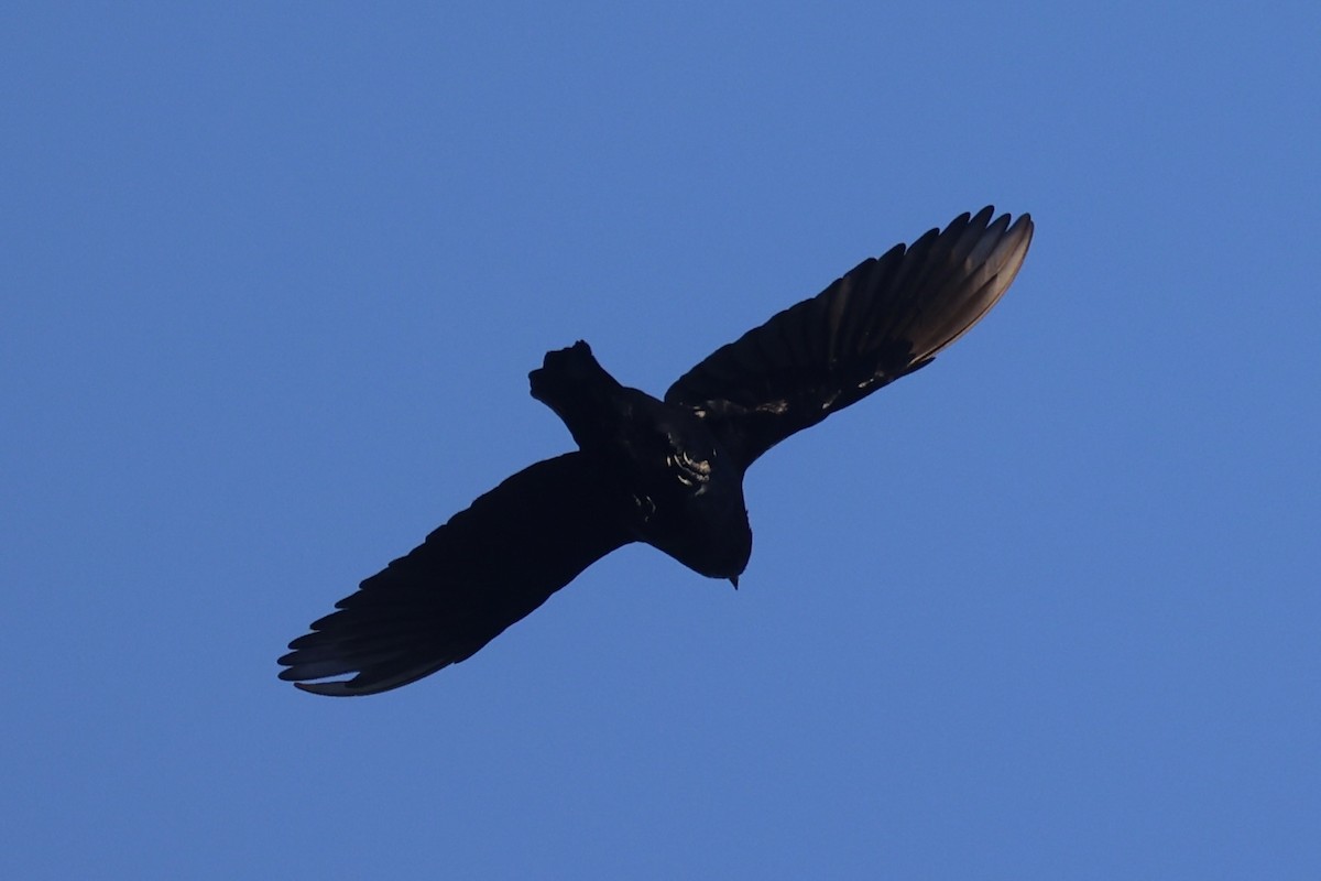 Brown-winged Starling - ML620777382