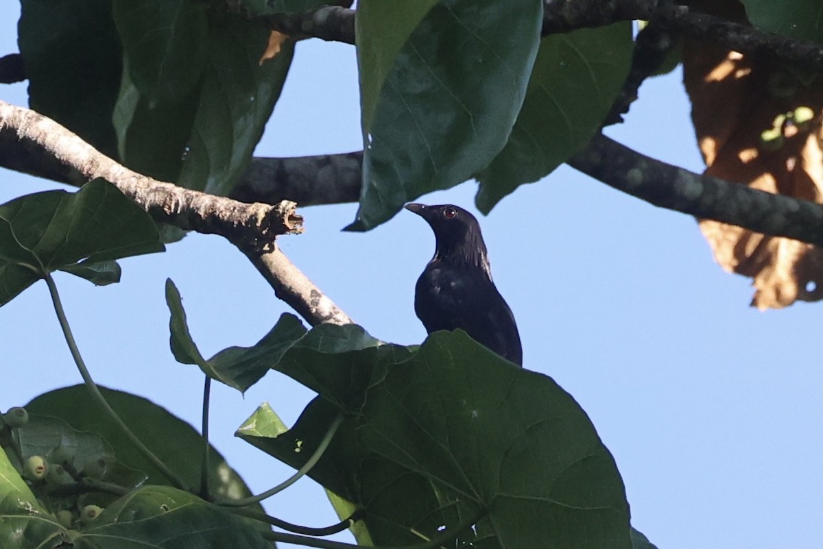 Brown-winged Starling - ML620777383