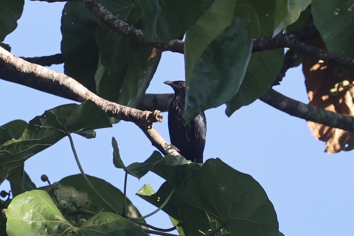 Brown-winged Starling - ML620777384