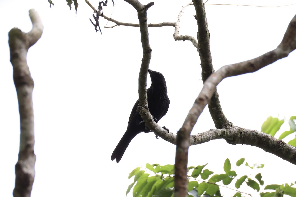 Brown-winged Starling - ML620777385