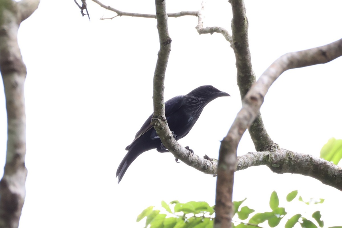Brown-winged Starling - ML620777387