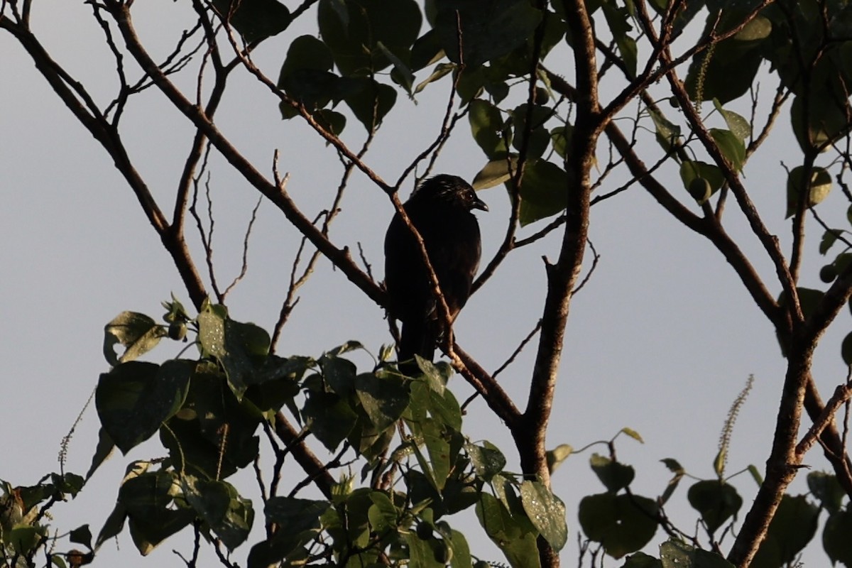 Brown-winged Starling - ML620777388