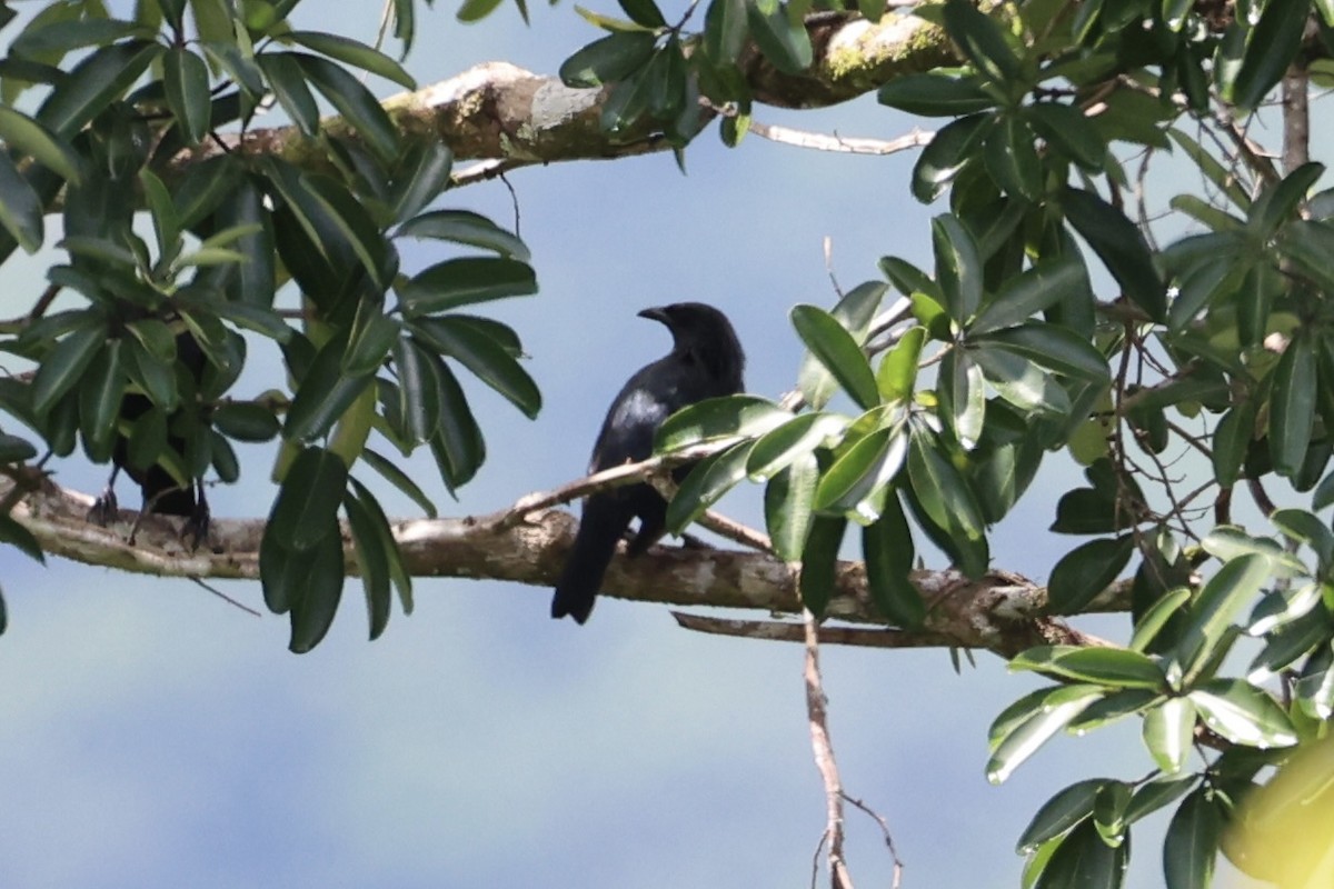 Brown-winged Starling - Andrew William