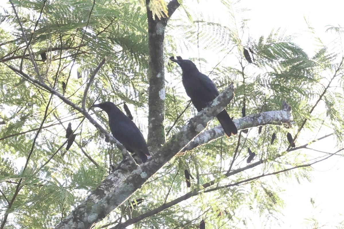 Brown-winged Starling - ML620777390