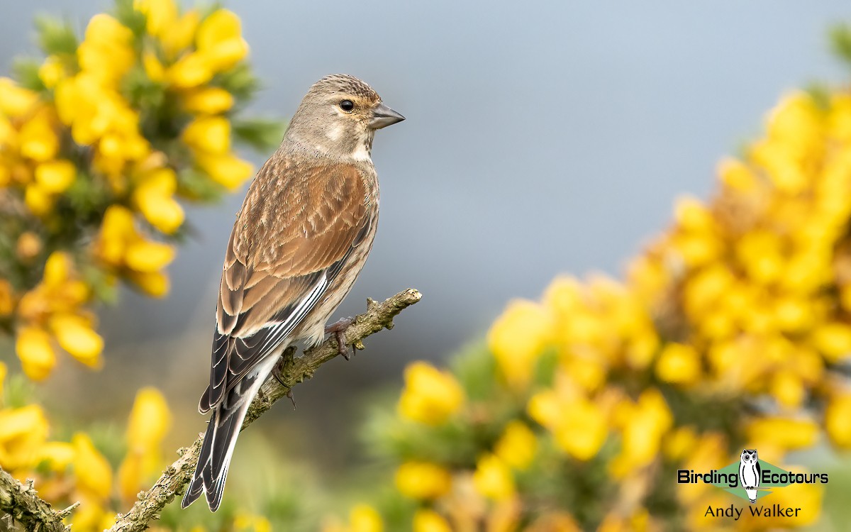 Eurasian Linnet - ML620777391