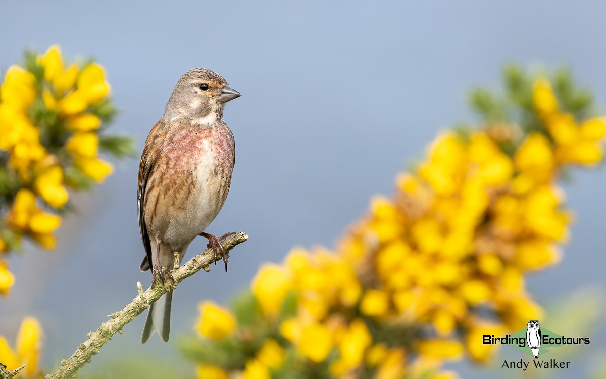 Eurasian Linnet - ML620777392