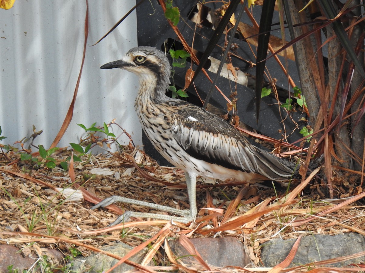 Bush Thick-knee - ML620777393