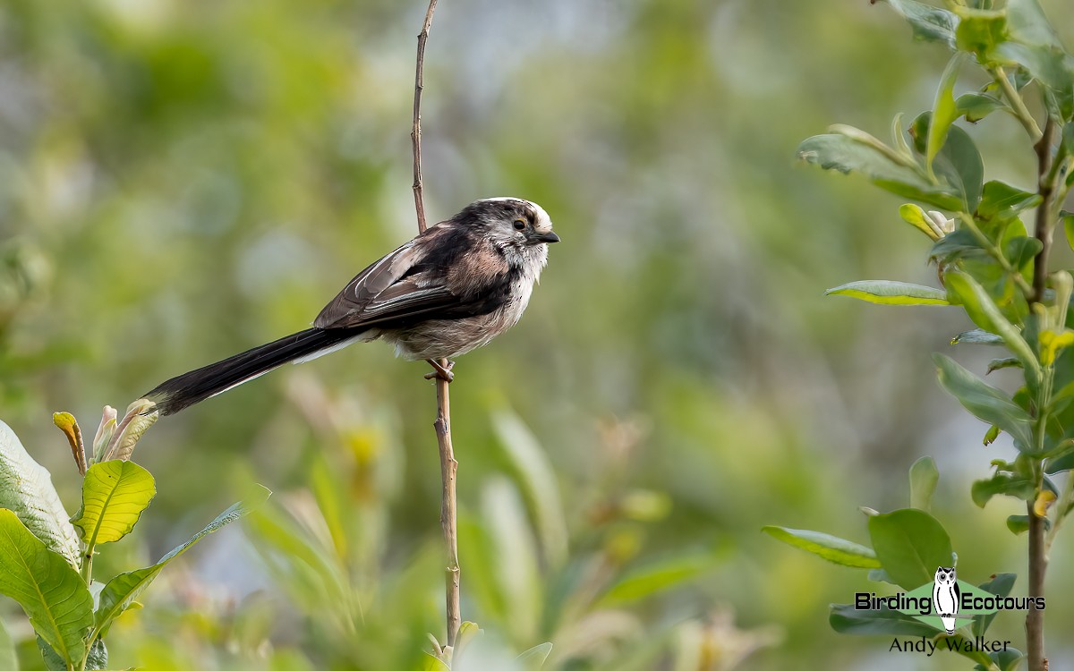 Long-tailed Tit (europaeus Group) - ML620777395