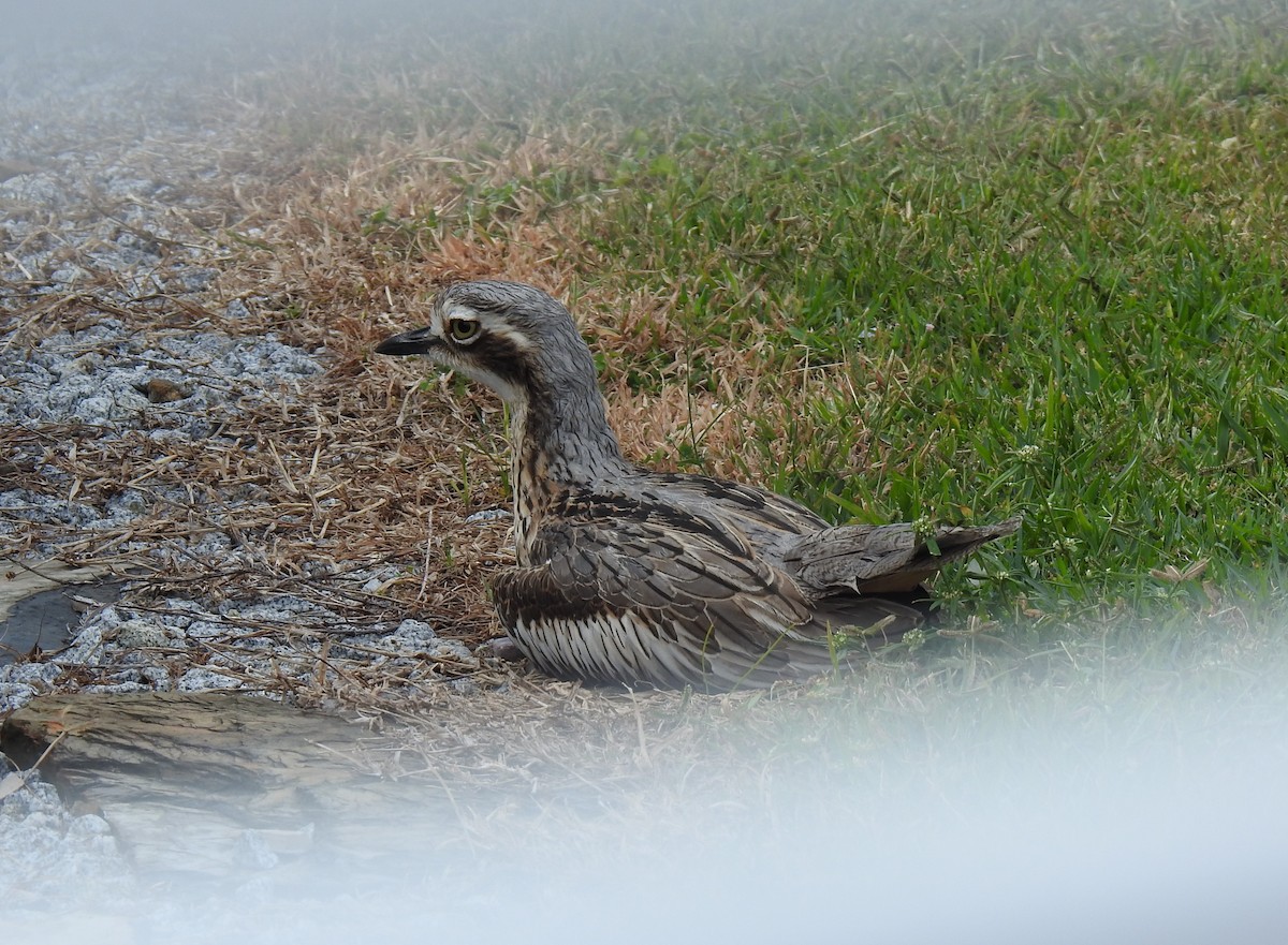 Bush Thick-knee - ML620777397