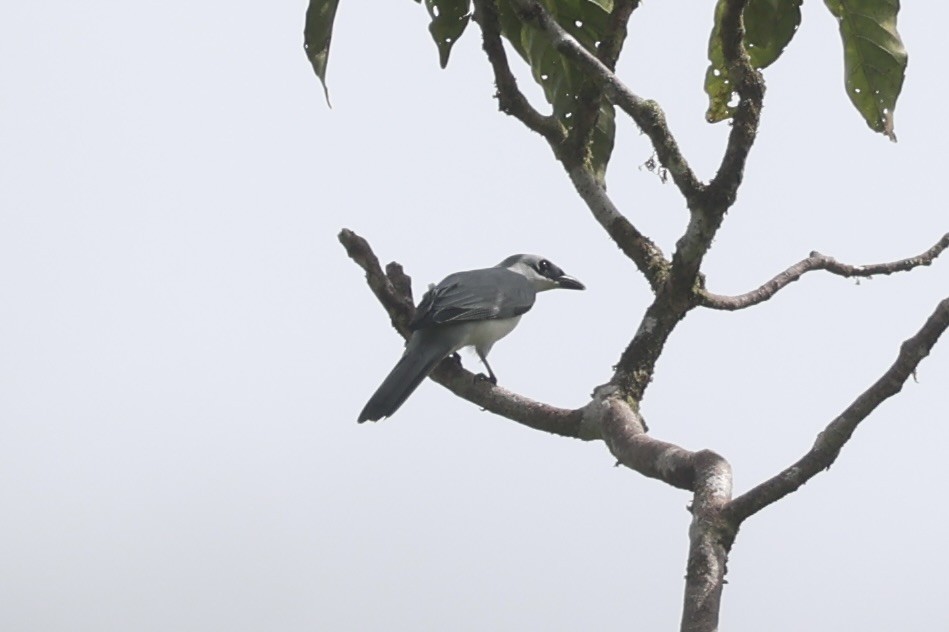 White-bellied Cuckooshrike - ML620777398