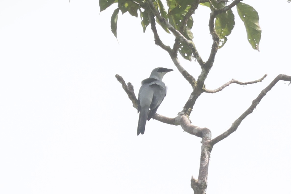 White-bellied Cuckooshrike - ML620777400