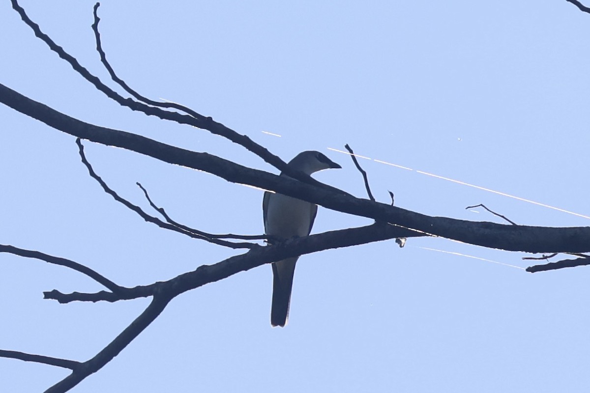 White-bellied Cuckooshrike - ML620777401