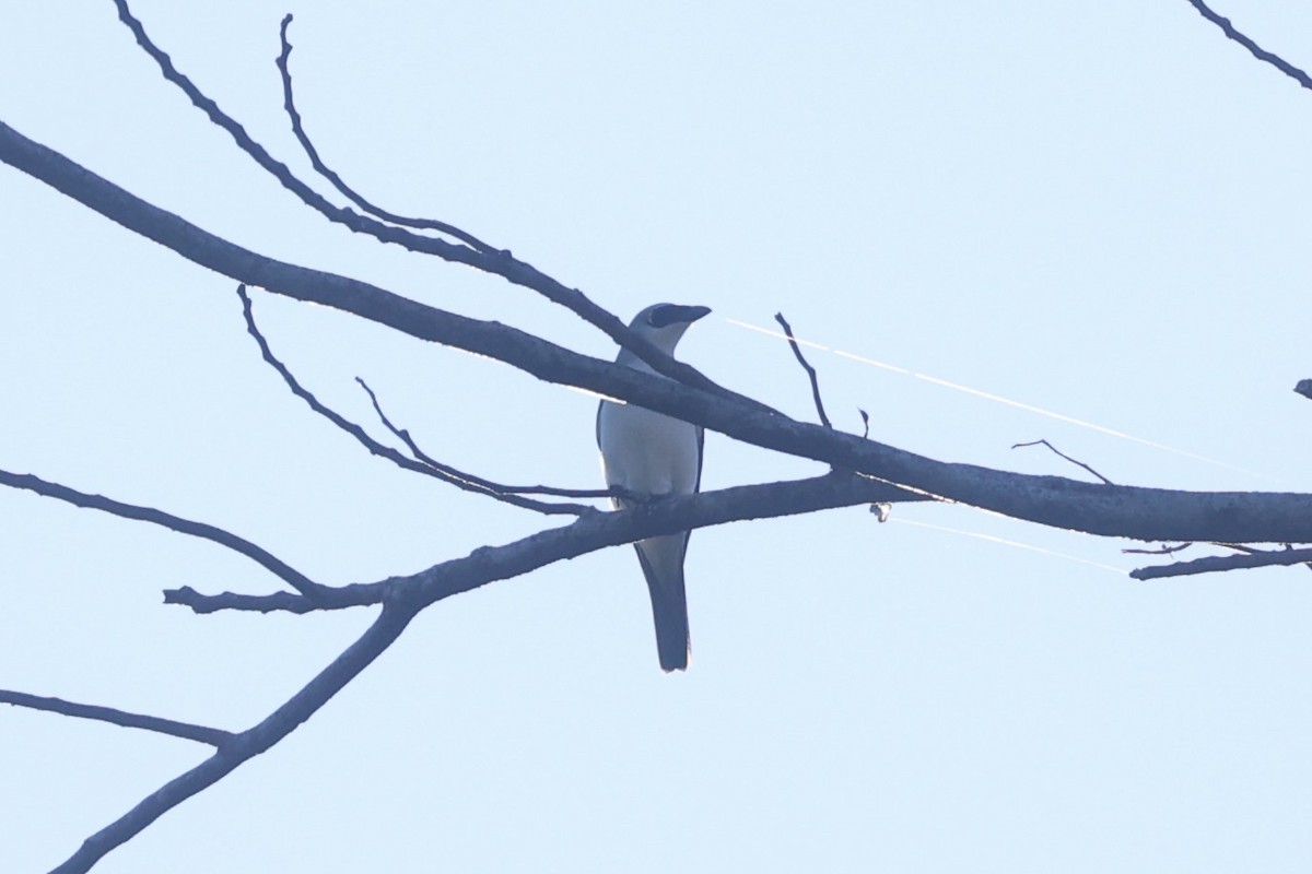 White-bellied Cuckooshrike - ML620777402