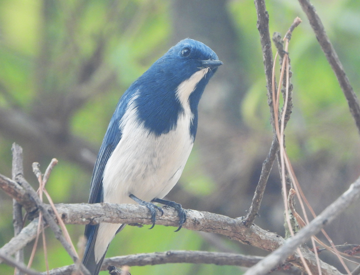 Ultramarine Flycatcher - ML620777407