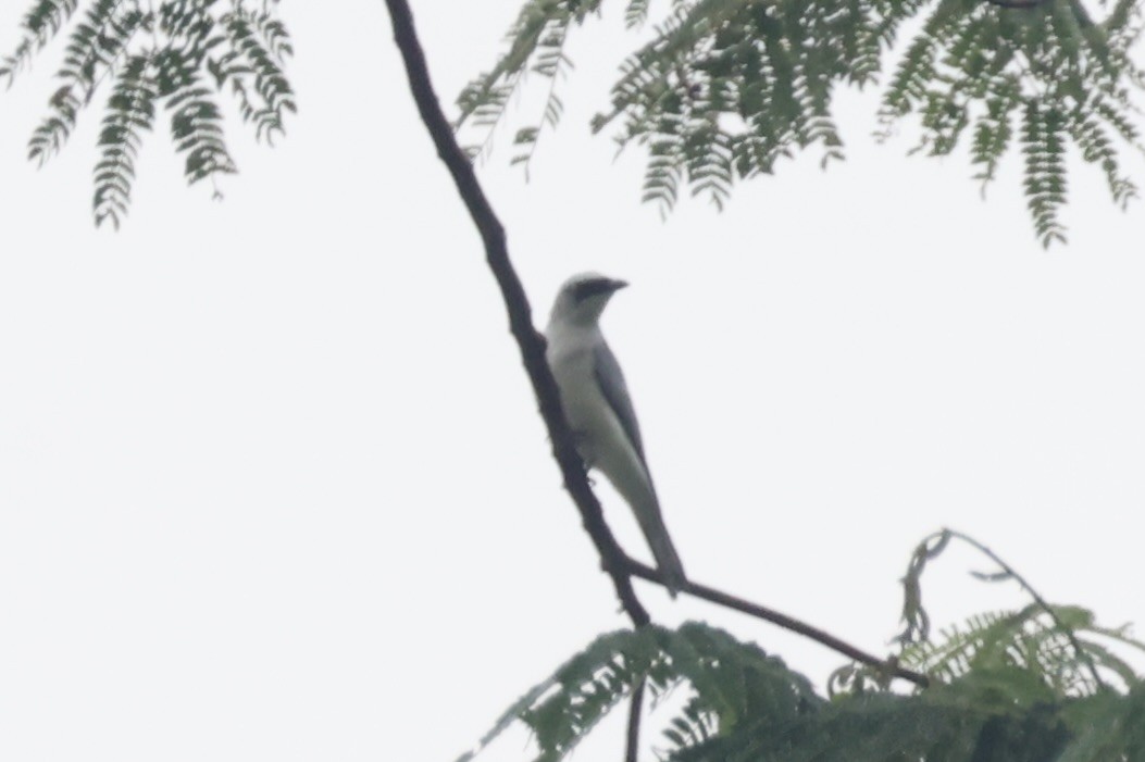 White-bellied Cuckooshrike - Andrew William