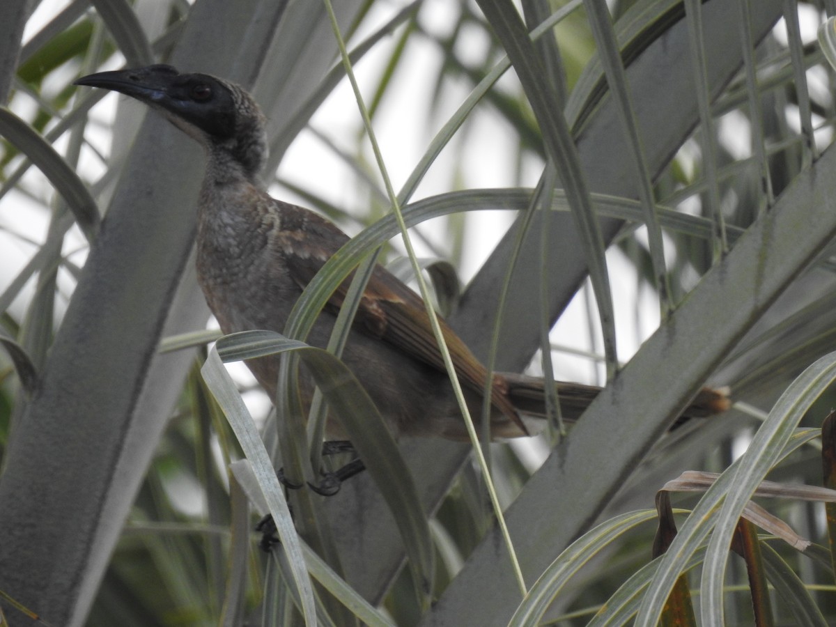 Helmeted Friarbird - ML620777409