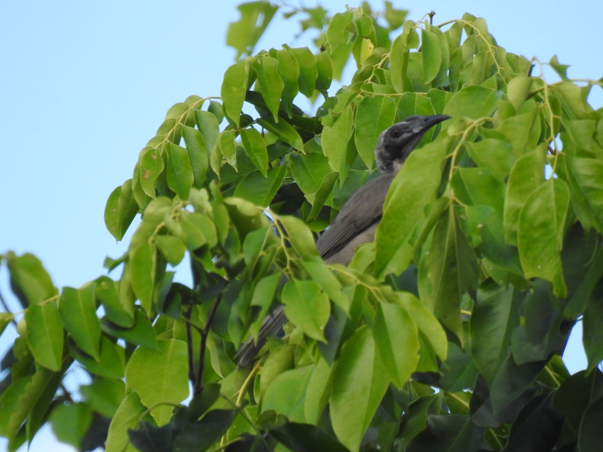 Helmeted Friarbird - ML620777410