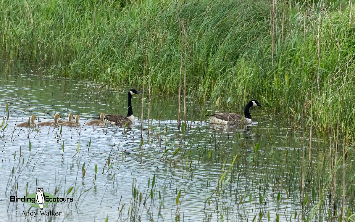 Canada Goose - ML620777411