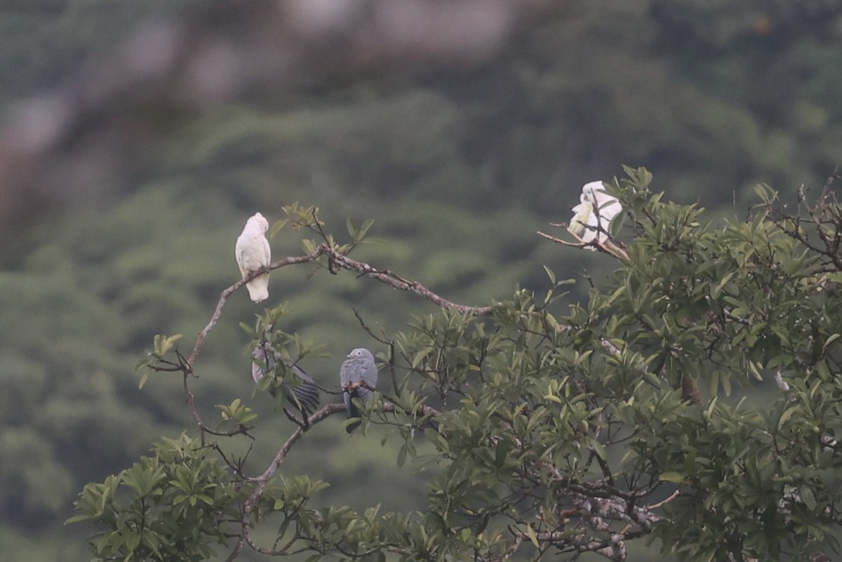 Ducorps's Cockatoo - ML620777412