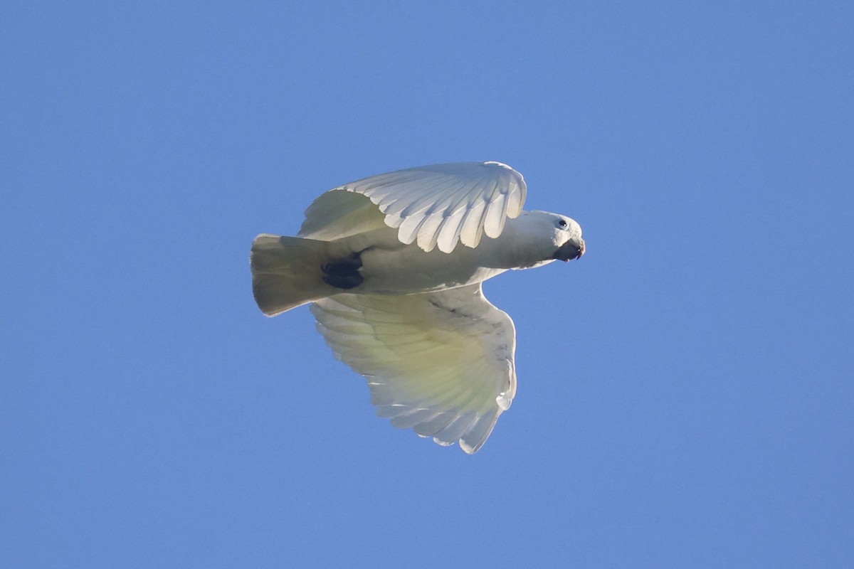 Ducorps's Cockatoo - ML620777413