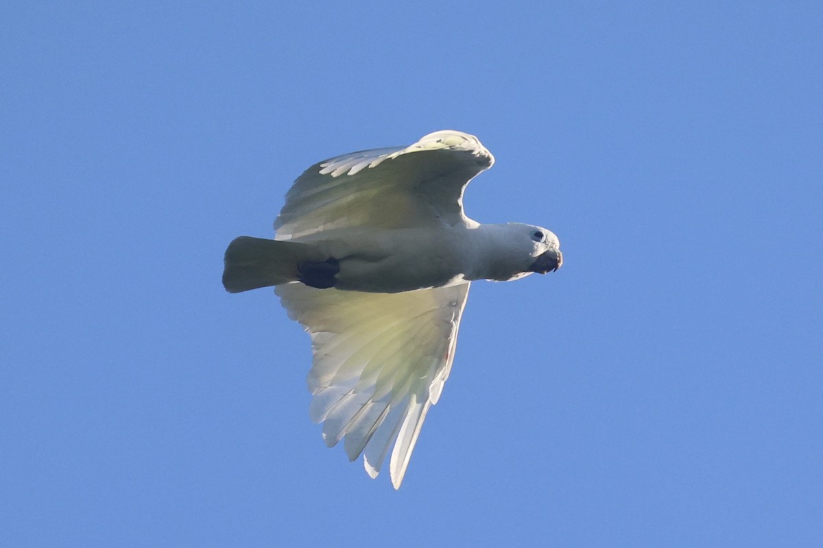 Ducorps's Cockatoo - ML620777414