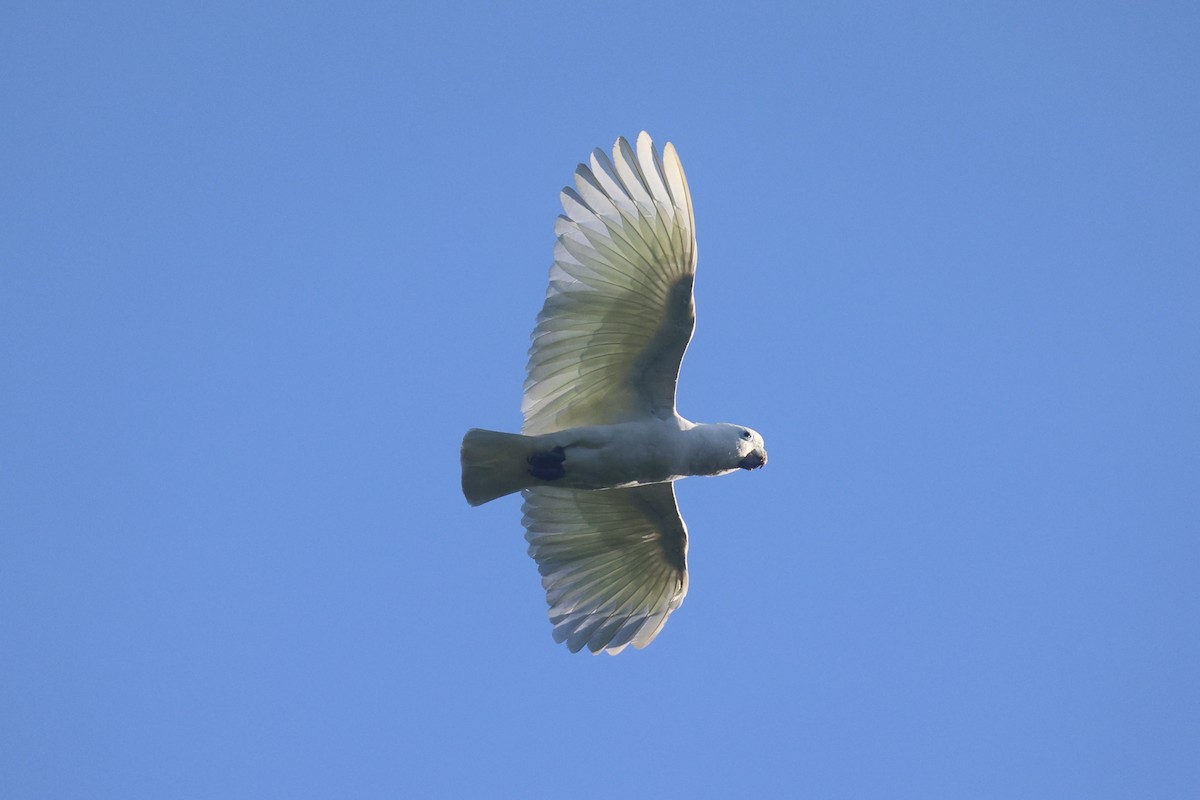 Ducorps's Cockatoo - ML620777415