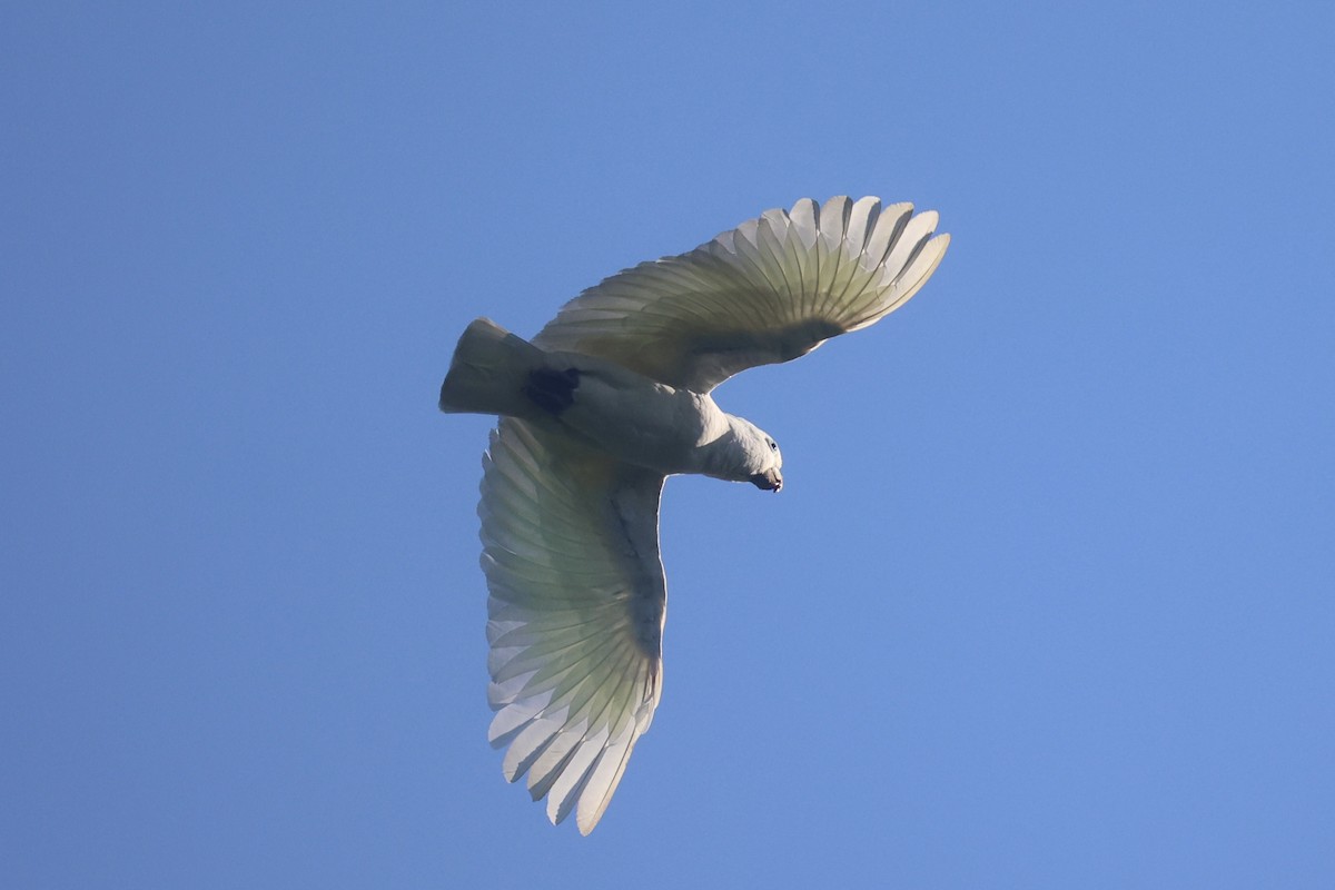 Ducorps's Cockatoo - ML620777416