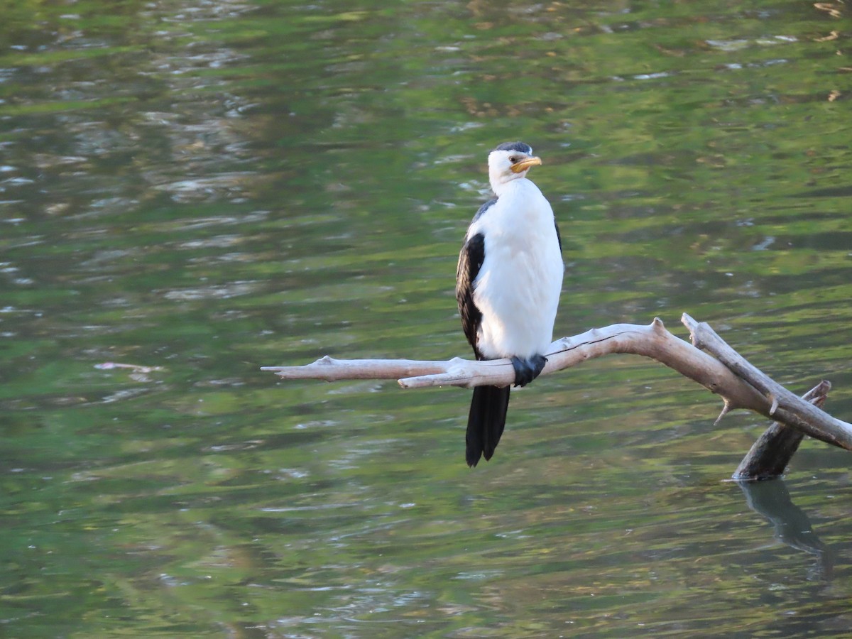 Little Pied Cormorant - ML620777417