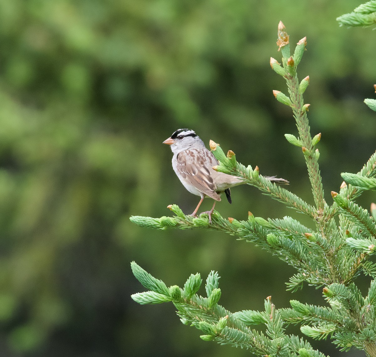 White-crowned Sparrow - John Anderson