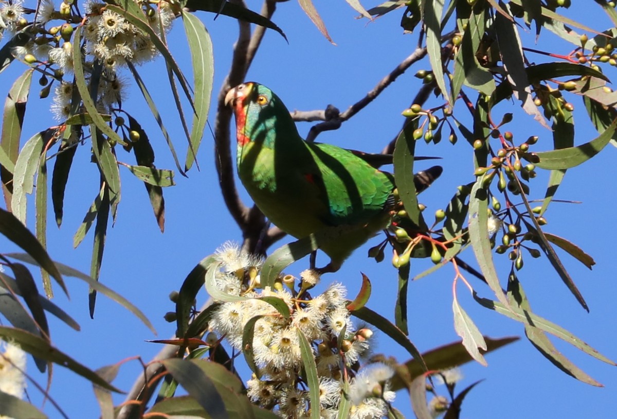 Swift Parrot - ML620777419