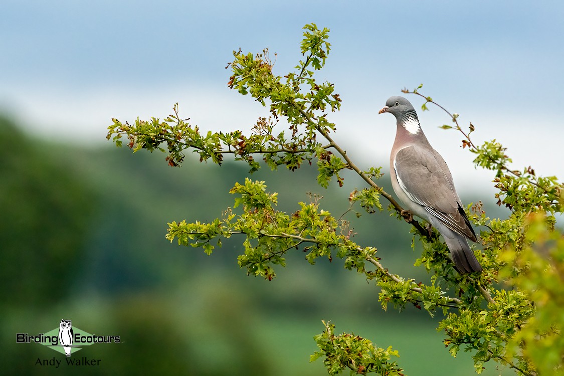 Common Wood-Pigeon (White-necked) - ML620777421