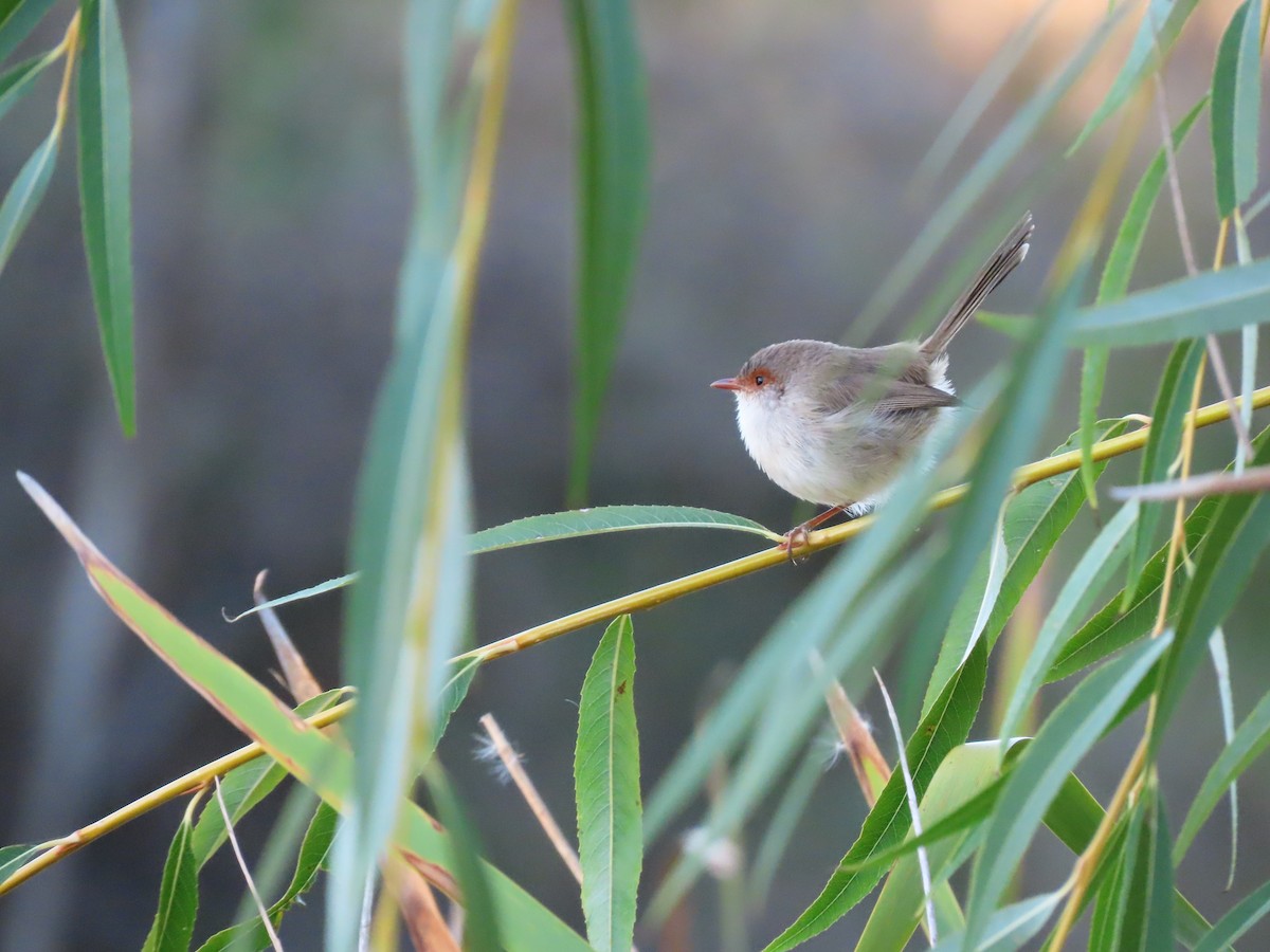 Superb Fairywren - ML620777423