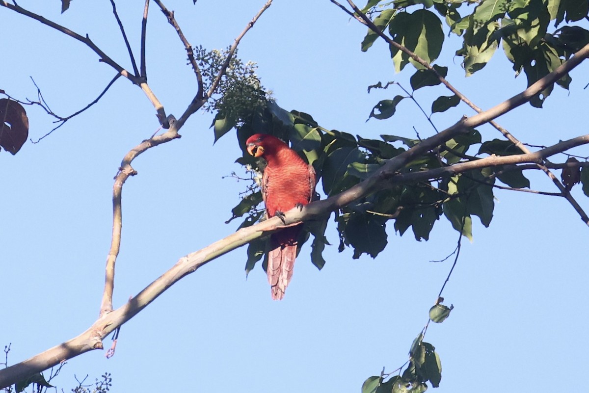 Cardinal Lory - ML620777425