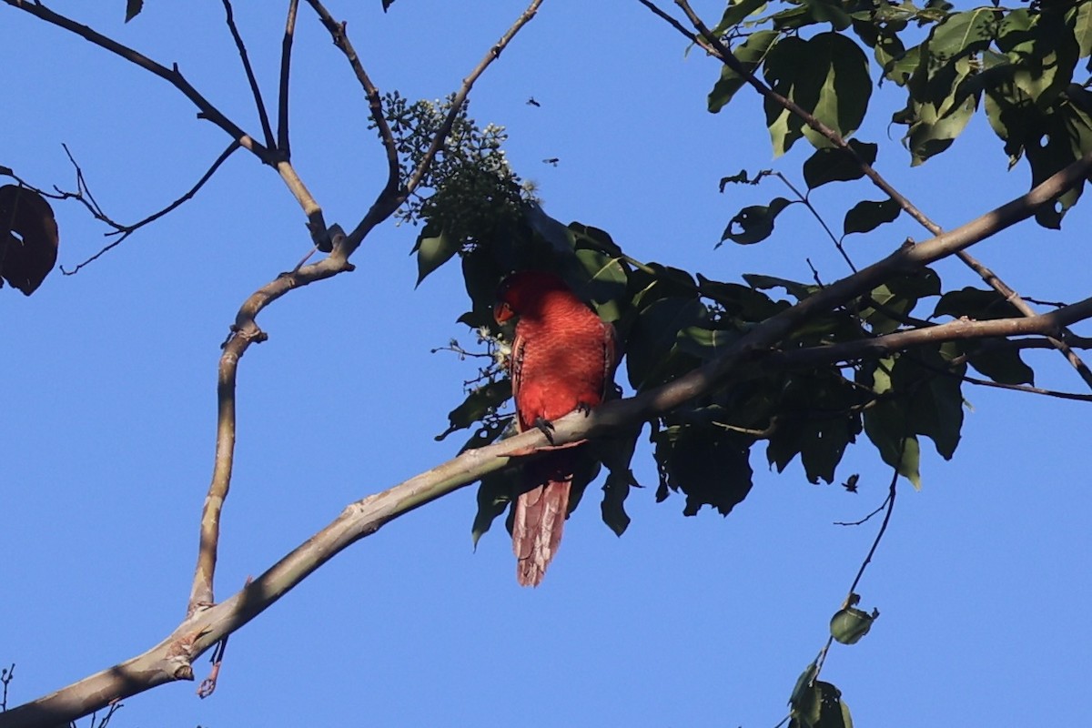 Cardinal Lory - ML620777426