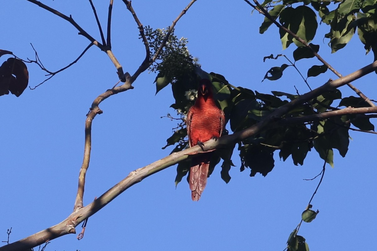 Cardinal Lory - ML620777427