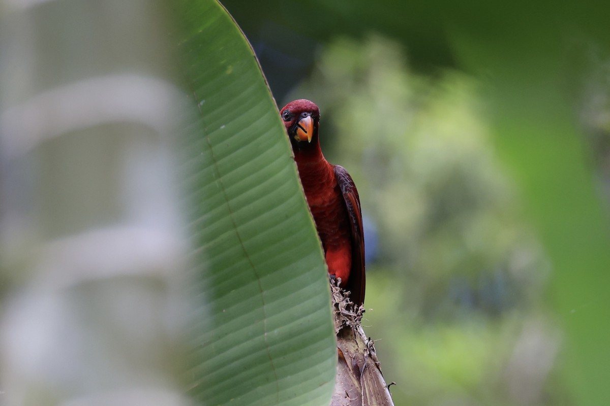 Cardinal Lory - ML620777428