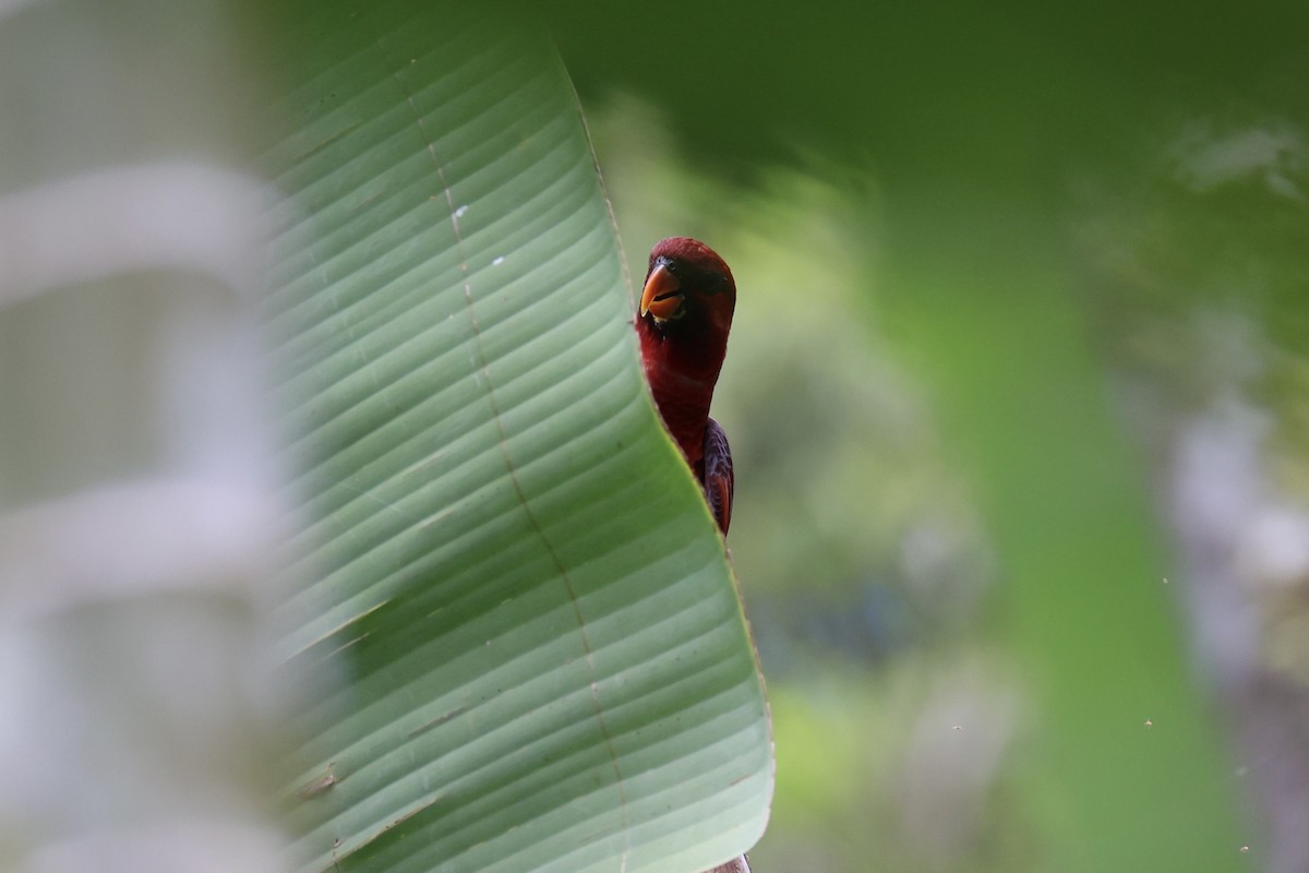 Cardinal Lory - ML620777429