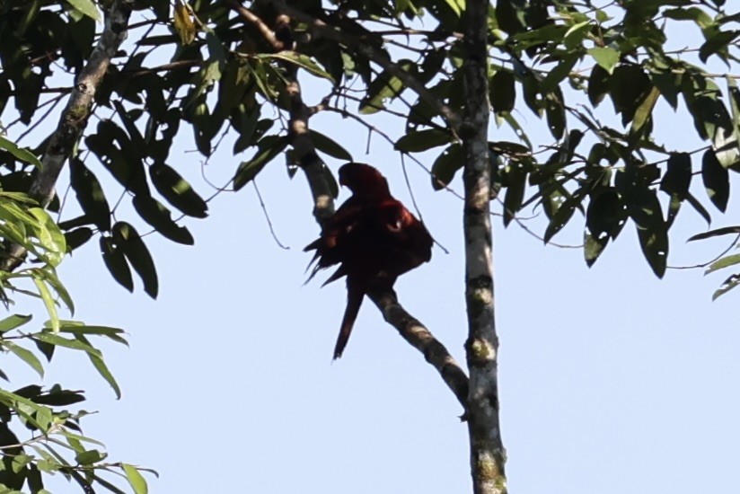 Cardinal Lory - ML620777430