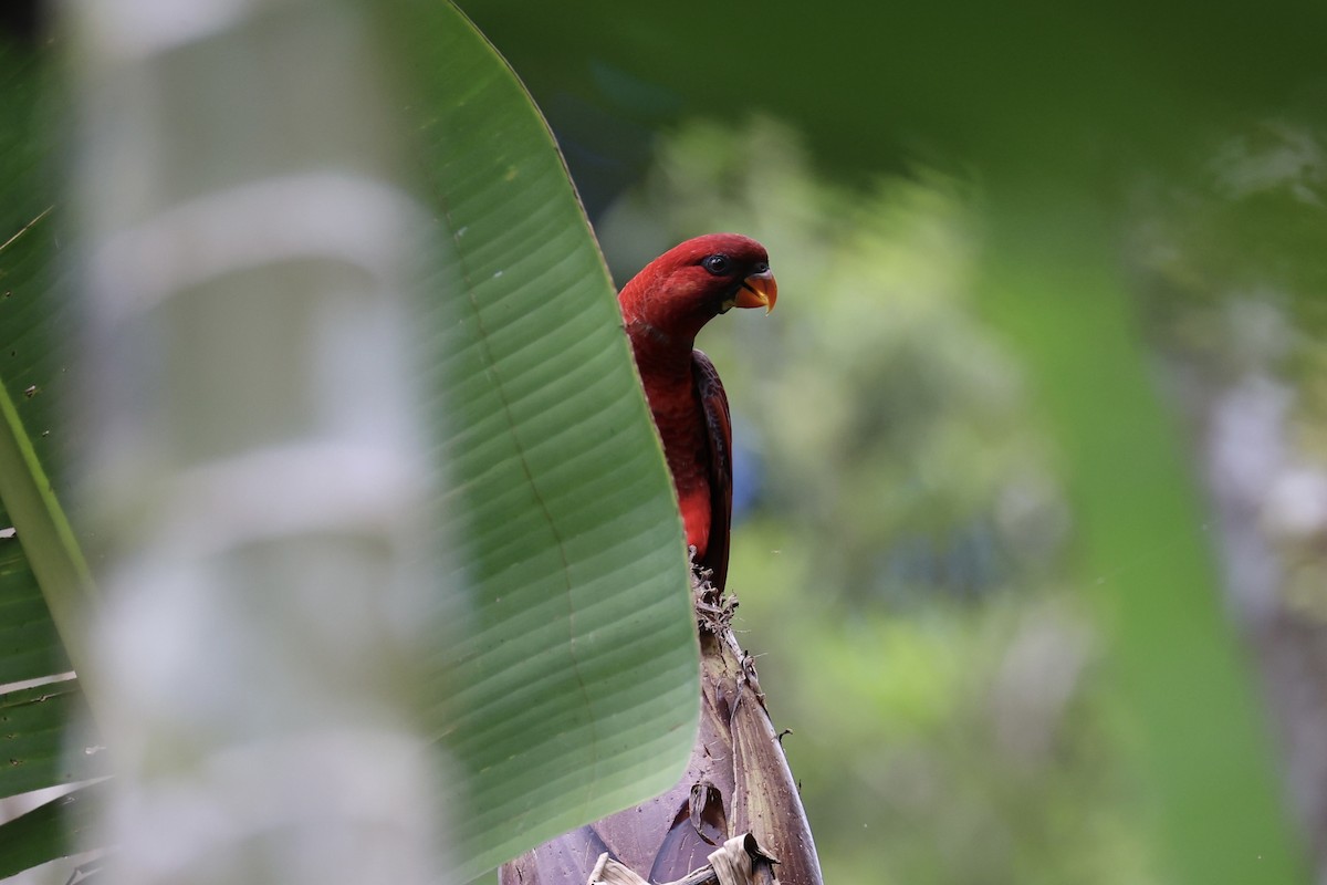 Cardinal Lory - ML620777431