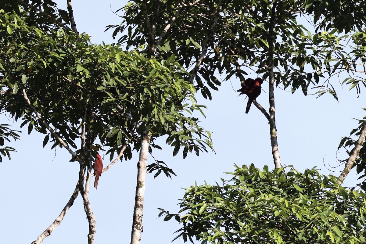 Cardinal Lory - ML620777433