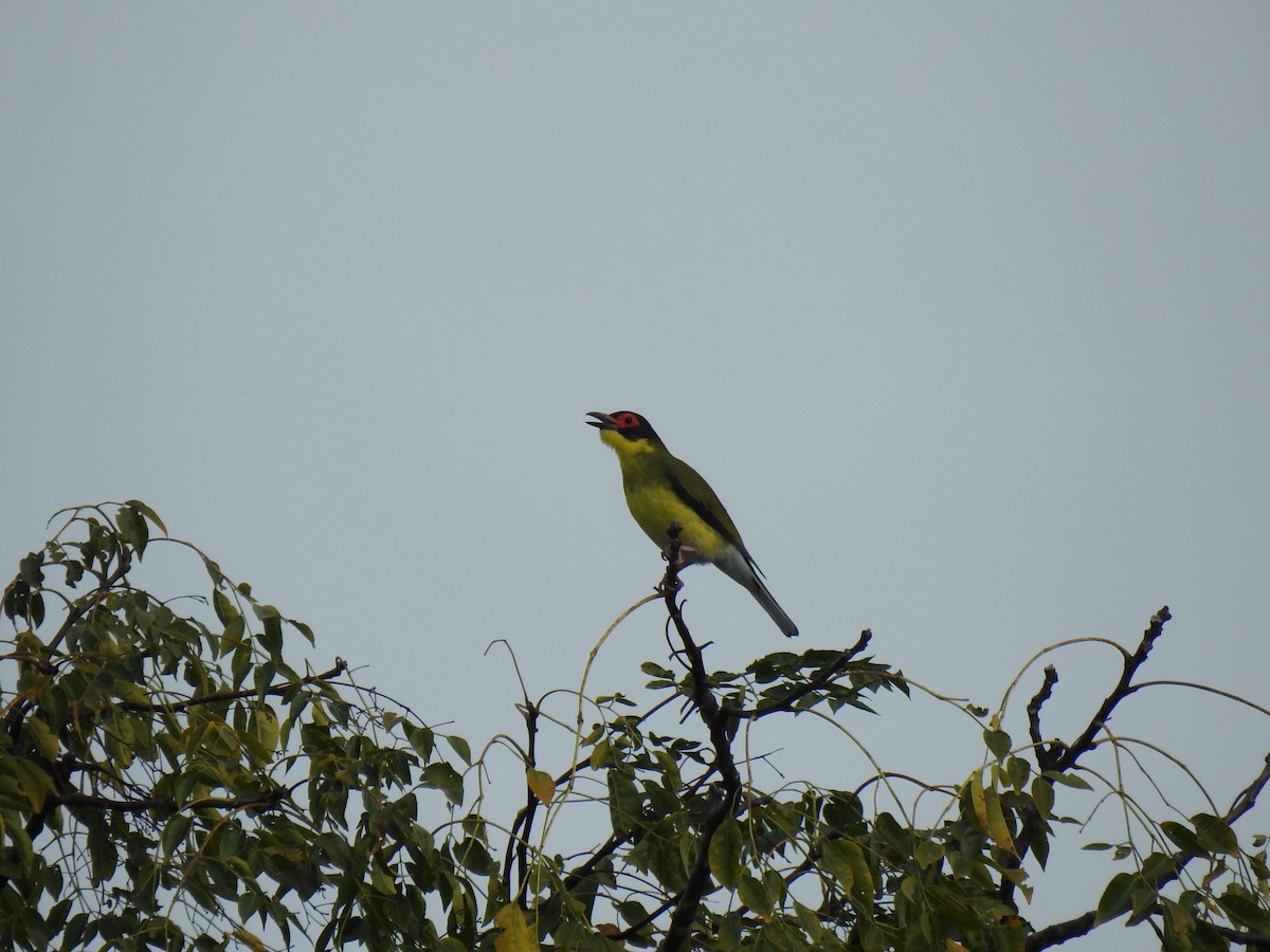 Australasian Figbird - ML620777434