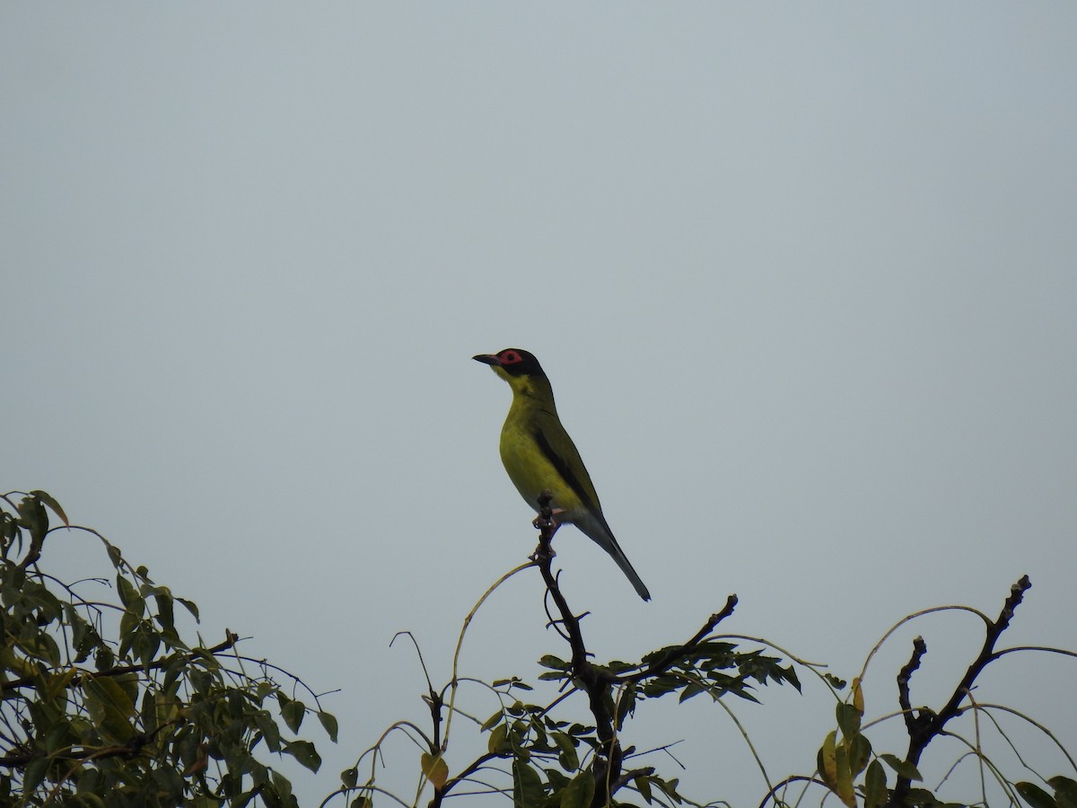 Australasian Figbird - ML620777435