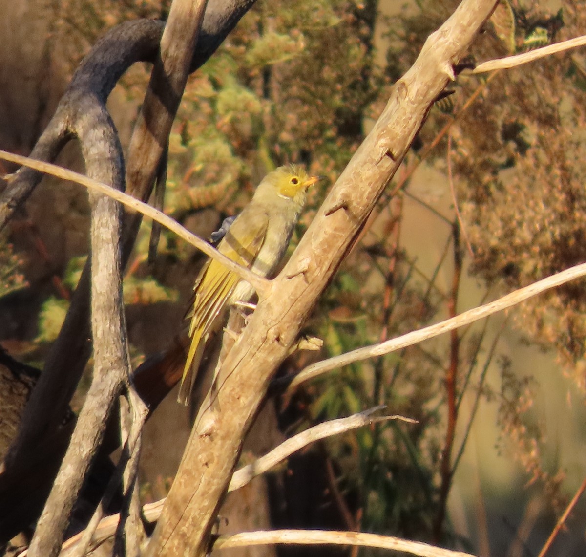 White-plumed Honeyeater - ML620777436