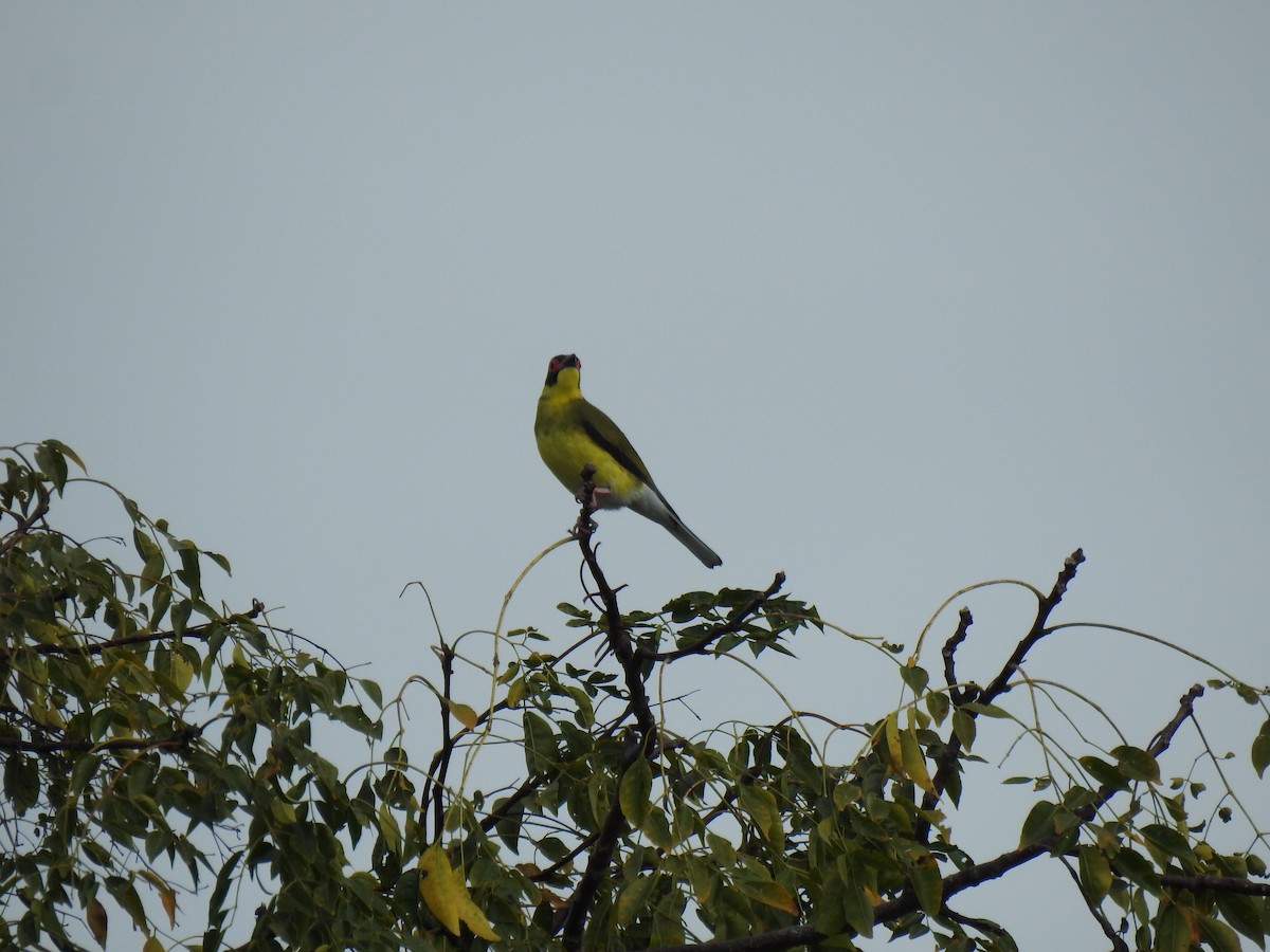 Australasian Figbird - ML620777437