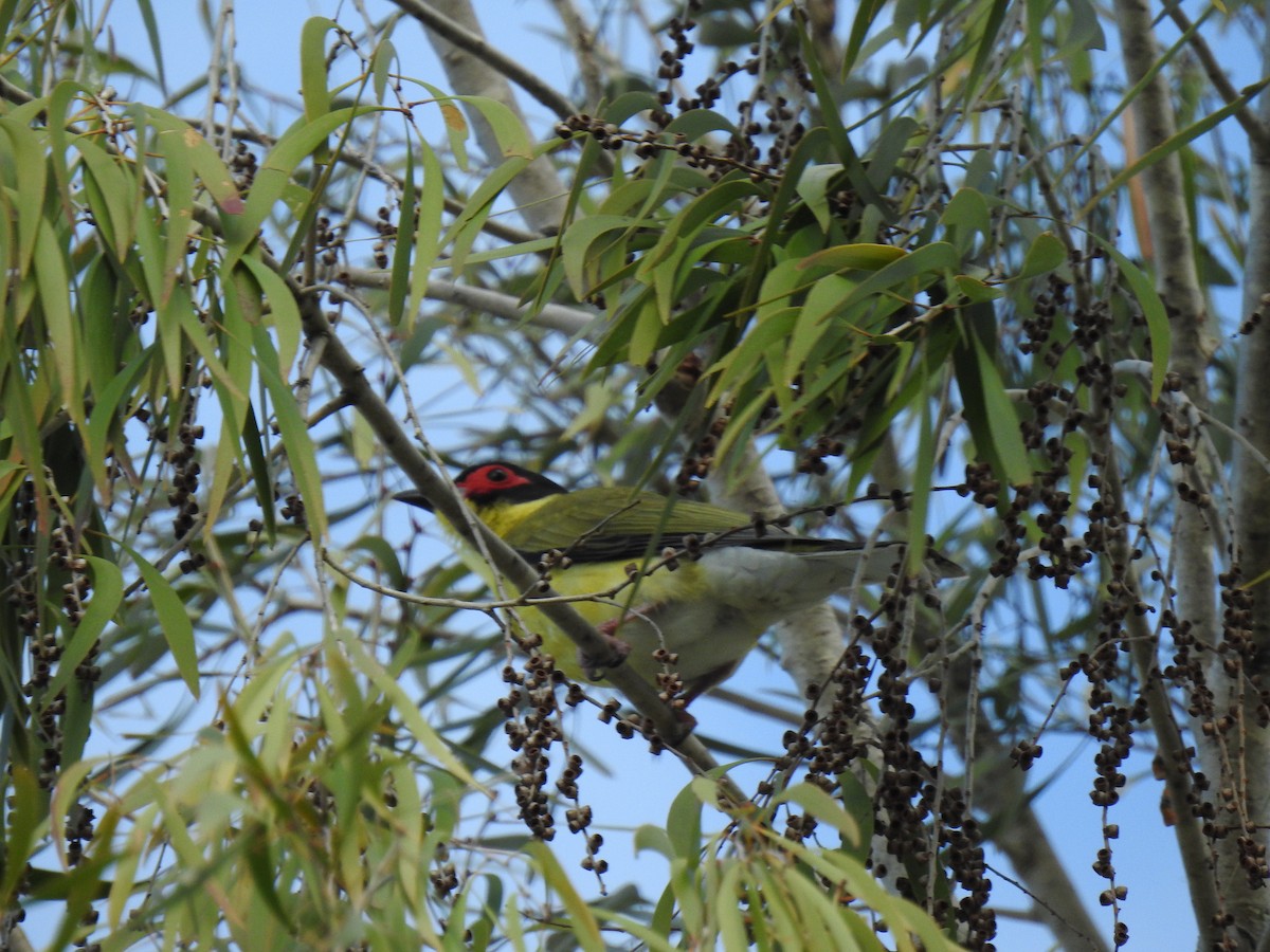 Australasian Figbird - ML620777438