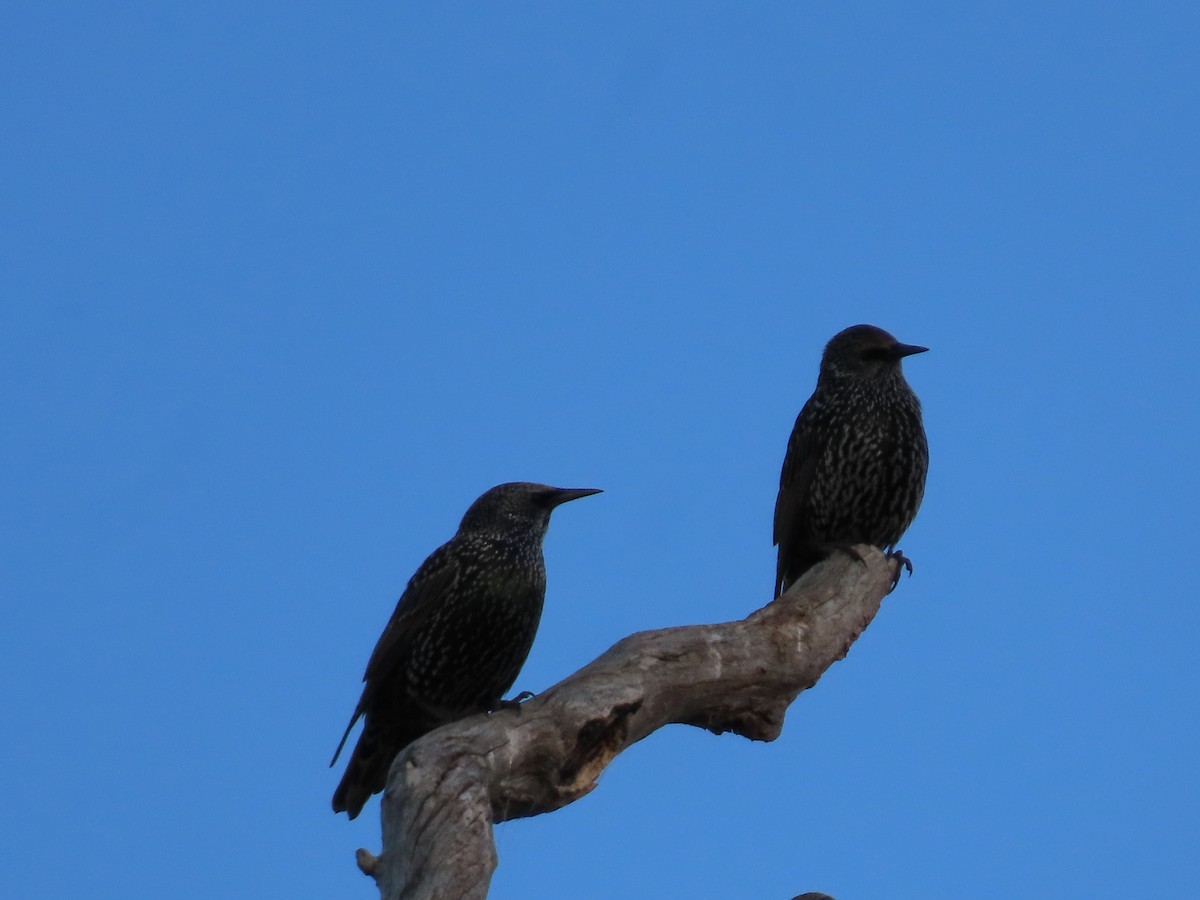 European Starling - Greg Wark