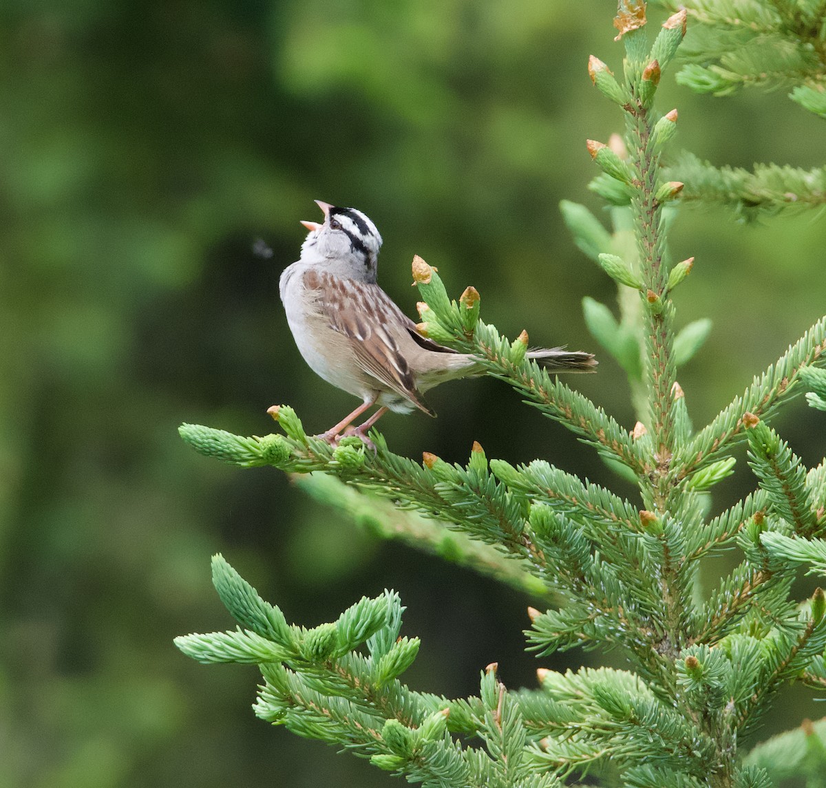 White-crowned Sparrow - ML620777440