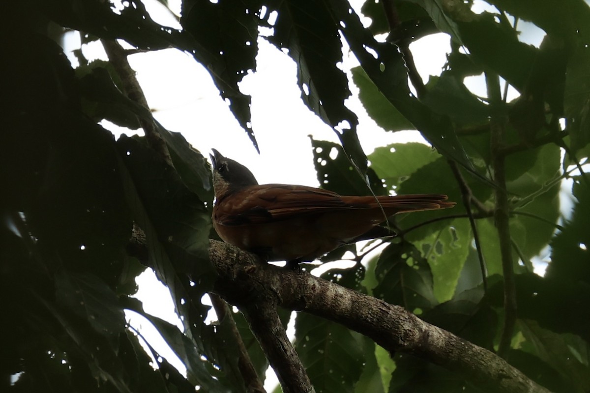 Common Cicadabird - ML620777441
