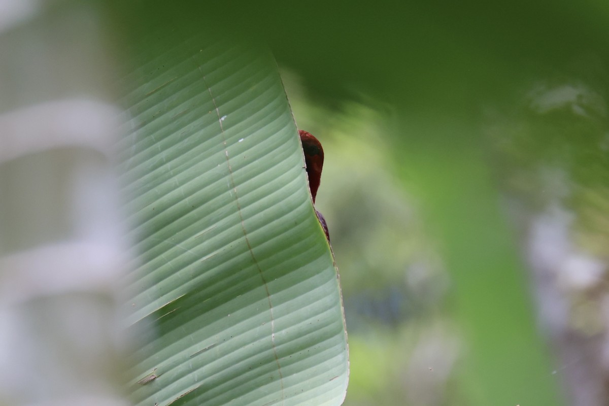 Cardinal Lory - ML620777460